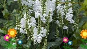 Физостегия виргинская Кристал Пик Вайт. Краткий обзор physostegia virginiana Crystal Peak White