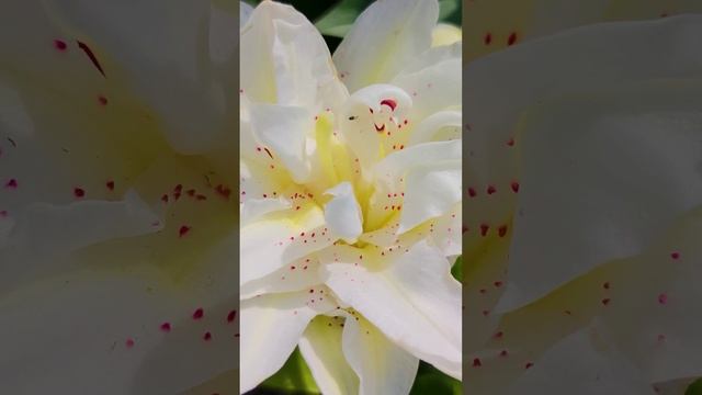 Лилия красотка.?