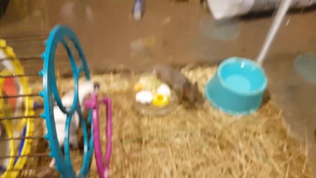 Месяц дикого знакомства МЫШЕЙ смотреть онлайн