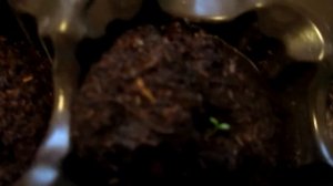 ЭУСТОМА.  ВАЖНО! СРОКИ ПОСАДКИ.