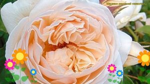 Роза английская кустовая Джульет. Краткий обзор, описание характеристик rosa Juliet