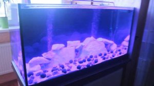 Дизайн аквариума для африканских цихлид.