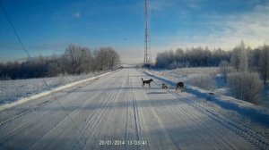 Двое на одного. Тупые дворняги vs бешеный лис.