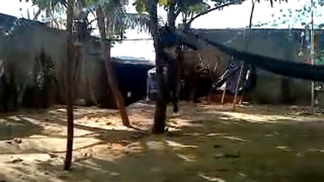 PITBULL HITLER смотреть онлайн