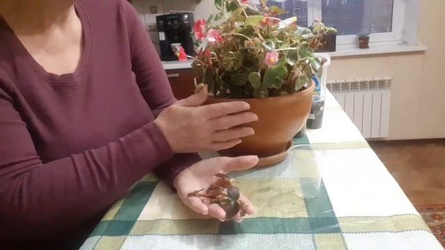 УКОРЕНЕНИЕ ЧЕРЕНКОВ. КАК Я БЫСТРО И ЛЕГКО УКОРЕНЯЮ ЧЕРЕНКИ.