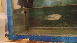 ухаживание самца гурами за самкой гурами в нерестовике