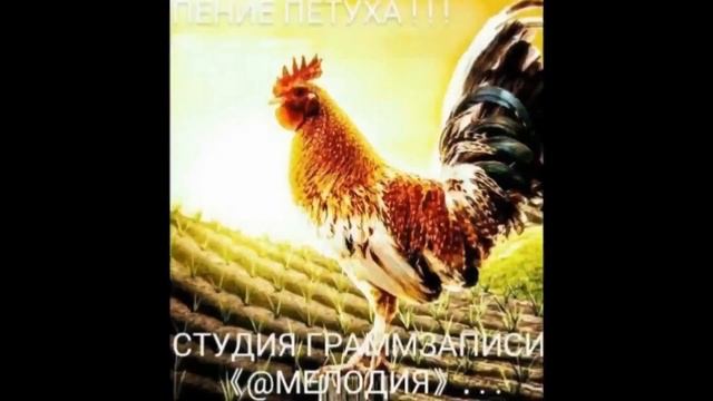 《ПЕНИЕ ПЕТУХА》! ! ! смотреть онлайн