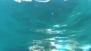 ВВК Танзания Занзибар Blue Сафари Мангровые джунгли Подводный коралловый мир исчезающего острова