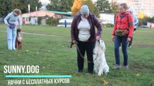 как отучить собаку реагировать на  других людей? пример упражнения