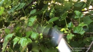 Тли Больше Не Будет! ТЛЯ БОИТСЯ ЭТОГО СИЛЬНЕЕ ОГНЯ! Супер Лучшие натуральные Средства от Тли