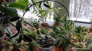 Хойи... болтаю и рассматриваю 😊... carrii, thomsonii, dennisii 'Frida', danumensis