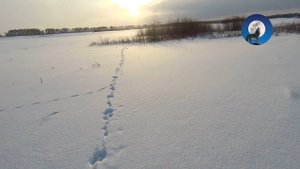 ОХОТА НА ЗАЙЦА В ОДИНОЧКУ * ПЕРВЫЙ БЕЛЯК В 2023 *