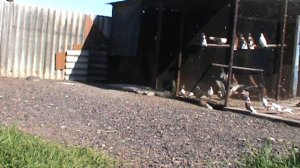 Николаевские голуби