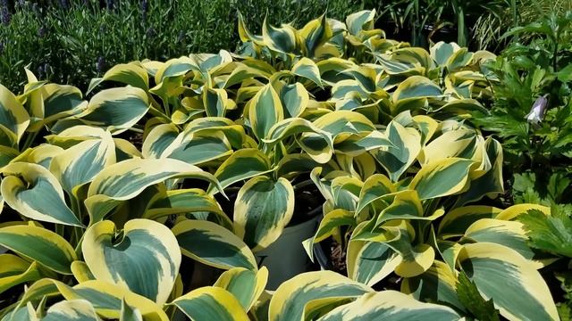 Hosta Autumn Frost смотреть онлайн