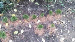 Утепляем саженцы туи на зиму!