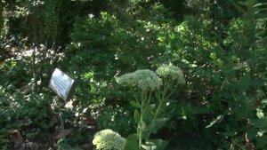 Санаторий «Белые ночи», Сочи