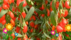 Годжи обыкновенная Korean Big. Краткий обзор, описание характеристик, где купить саженцы