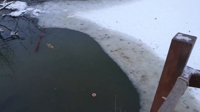 Как поймать ондатру. ? How to catch a muskrat. смотреть онлайн