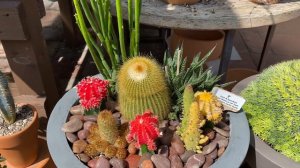 Cactus container gardens, Succulent arrangements, and rare plants