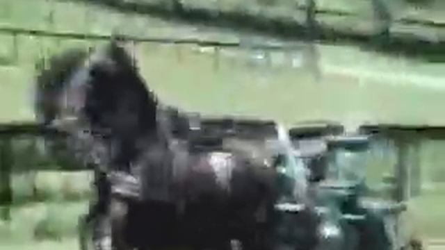 Horse Carriage Ride Fail смотреть онлайн