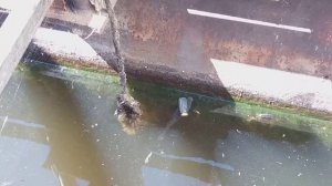 Чем и как питается карп в водоеме?