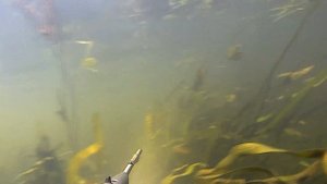 Подводная охота на реке Цна. 05.07.20г.