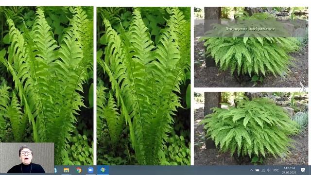 Папортники | Композиция Бразильский карнавал смотреть онлайн