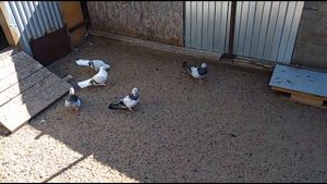 Новоузенские Голуби .Незарегистрированная Порода / Novouzen Pigeons (Митраков Александр .Сарат Обл