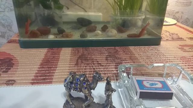 Старый музыкант смотреть онлайн