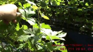 Посадка виноградной школки. От черенка до саженца.