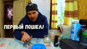 Индюшата - первые часы и дни // Разведение индюков