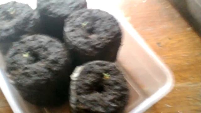 Результаты эксперимента. Посев эустомы и петунии. Всходам 2 дня. Посев эустомы в торфяные таблетки. смотреть онлайн