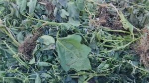 НЕ ВЫБРАСЫВАЙТЕ ботву! Сделайте ТАК ОСЕНЬЮ, весной СКАЖИТЕ СПАСИБО