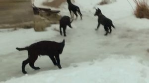 Щенки ВЕО 3 месяца