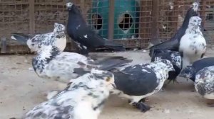 Редкие "Чили" | Эксклюзивные иранские голуби | Iranian highflyer pigeons | کبوترهای ایران | الحمام