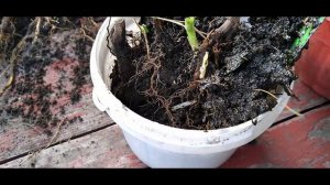 Как размножить ремонтантную малину