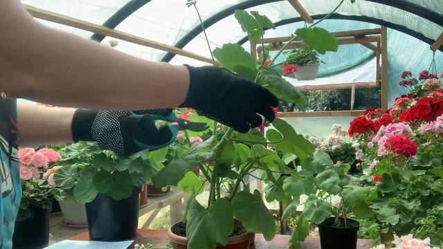 Обрізка Пеларгоній, види обрізок, для чого і який результат можна досягти