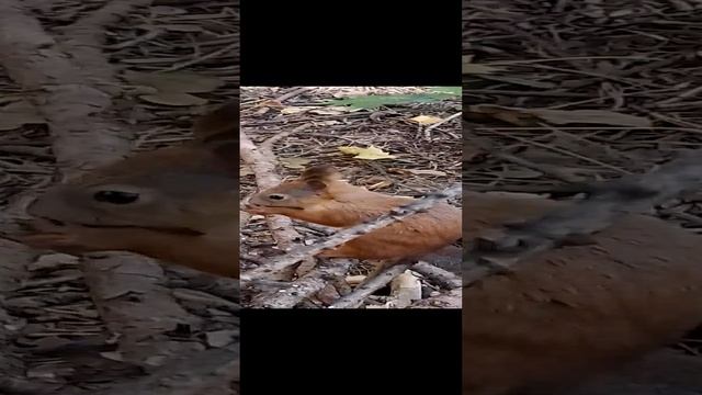 Ты где , Пушистик ? ( ручные белки )))