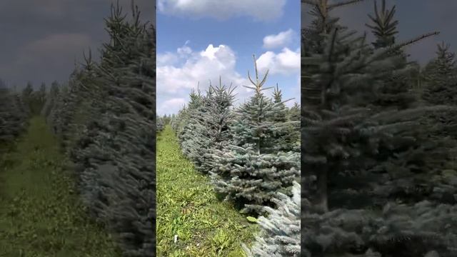 Колючие ели выращиваем в питомнике Ярус. Чтобы они были такими пушистыми, то мы из стрижём весной.