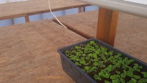 Как выглядят посевы цинерарии,кальциолярии спустя 3 недели,какие условия,уход.Всходы семян дихондры