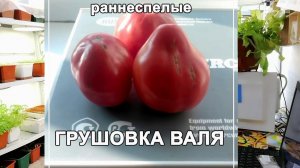 Сорт "Грушовка Валя-Молдованцевой"