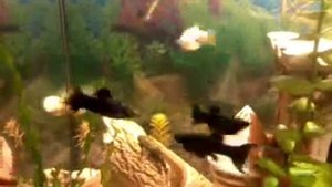 размножение моллинезий