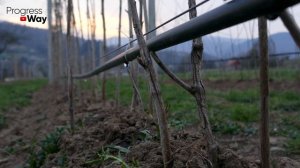 Не Допускайте Эти Ошибки При Обработке Малины Осенью!