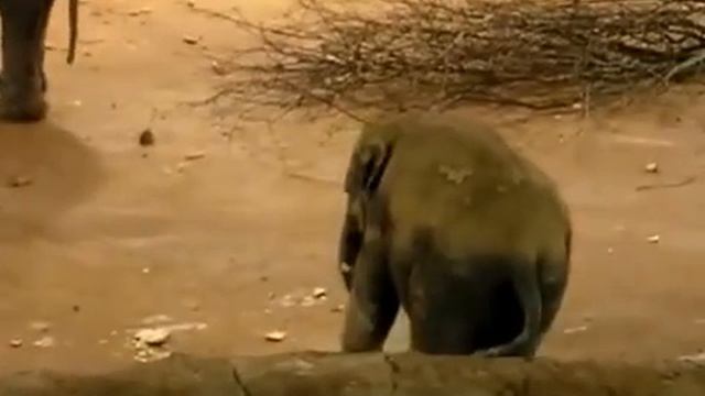 Слоненок кушает смотреть онлайн