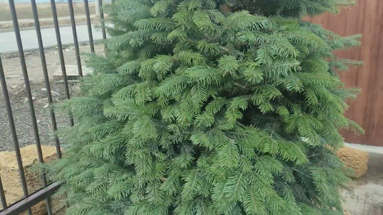 пихта Нордмана.