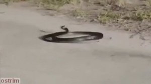 Когда змея укусила сама себя