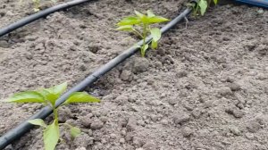 Капельный полив для теплицы