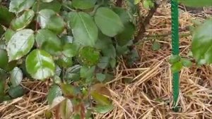 Вторая подкормка Плантофолом. Результат первой подкормки по листу. 01.06.2020 г. Татарстан.