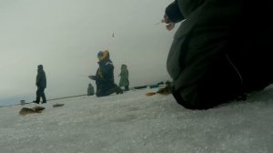 Зимняя рыбалка. Весна. Ладожское озеро река Свирь. Бешенный клев Окуня на балансир