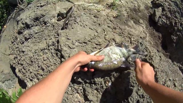 МОЖНО ЛИ ВЫЖИТЬ НА РЕКЕ???Поймать рыбу любой ценой!!!Сананчик,подлещики!!!Без Еды на реке Ахтуба! смотреть онлайн